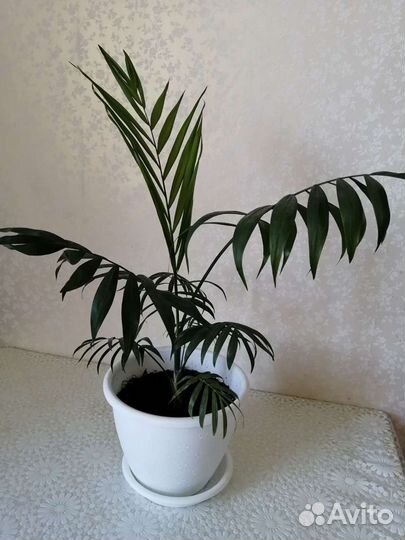 Пальма хамедорея