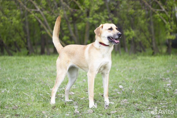 Замечательная собака в дар