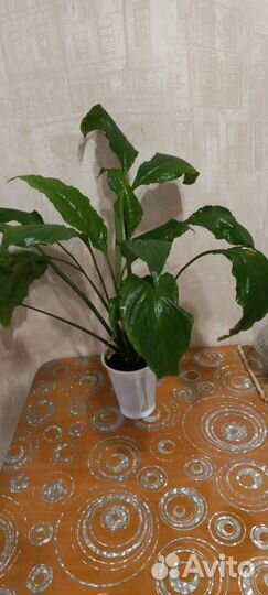 Спатифиллум