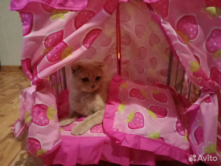 Кот британский вислоухий