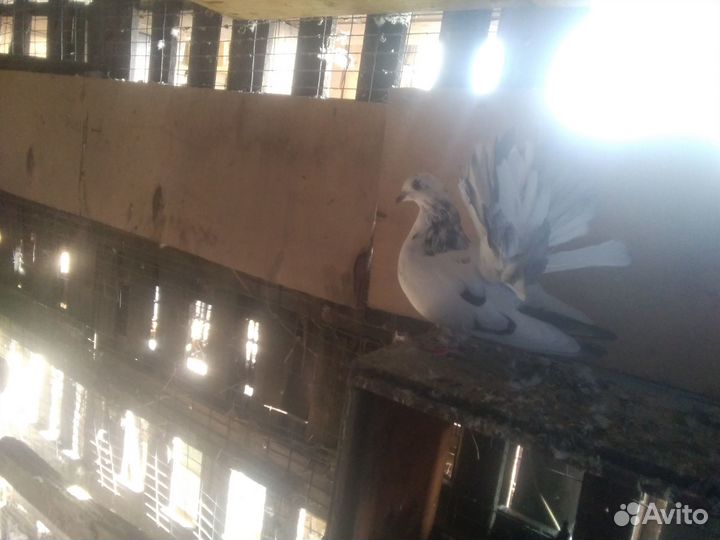 Голуби- павлины