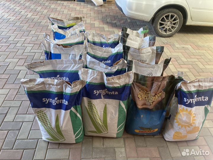 Семена кукурузы Скорпиус, дкс 3789