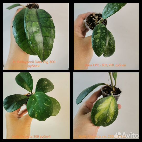 Хойя, разные виды