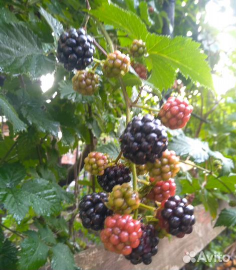 Саженцы ежевики ремонтантной