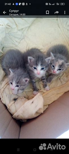 Котята в добрые руки