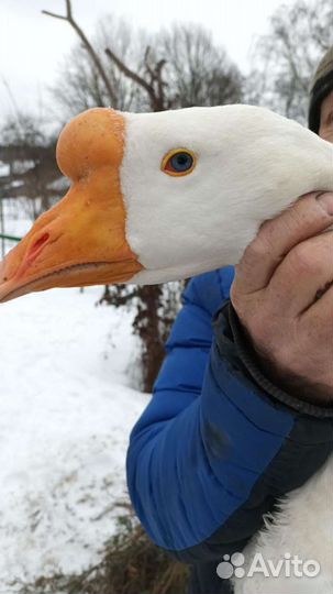 Гуси линда+холмогор,помесь 3,5мес