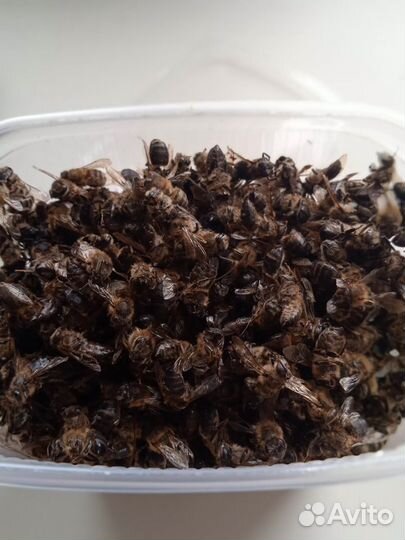 Подмор пчелиный