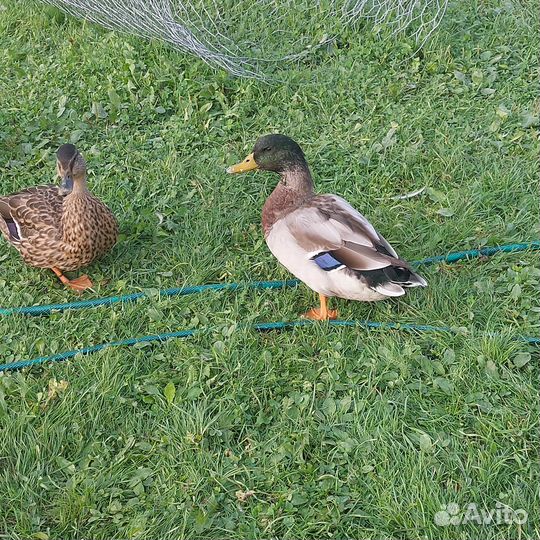 Подсадные утки, селезни
