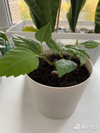 Гибискус китайская роза