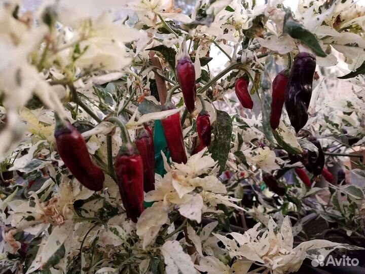 Рассада перца острогоPurple Cacho White Leafs