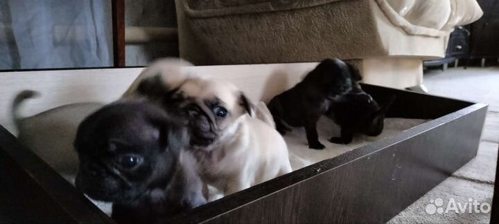 Щенки мопса черные