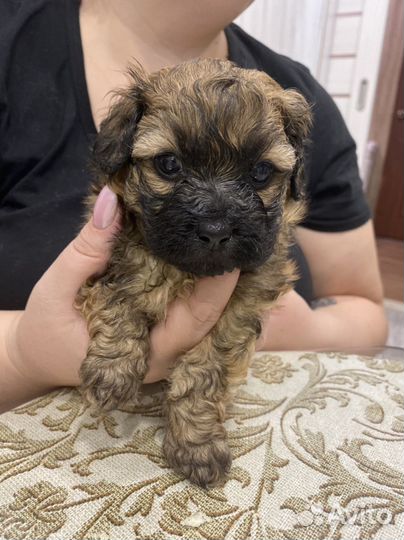 Щенки пекинеса