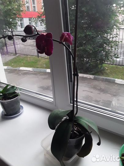 Орхидея фаленопсис