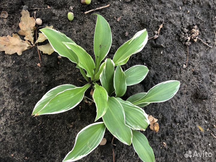 Хоста,бадан