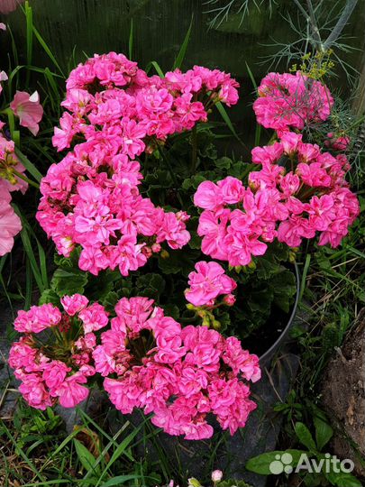 Герань пеларгония сортовая