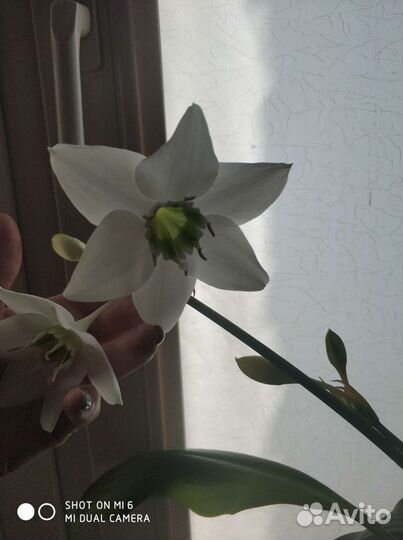 Эухарис - амазонская лилия