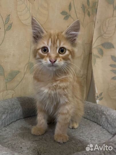 Котёнок мальчик