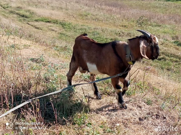 Козёл-вязка