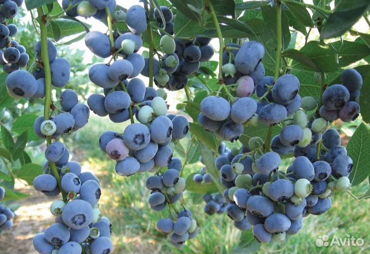 Голубика плодоносящие кусты 5 лет