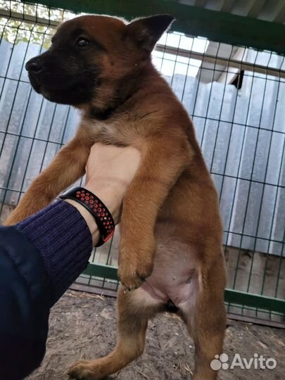 Девочки Малинуа с родословной