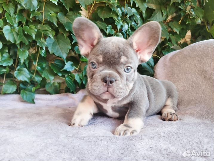 Щенки французского бульдога