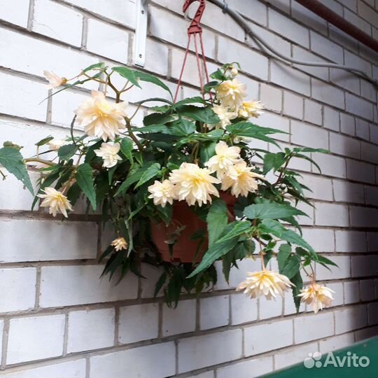 Бегония ампельная Беллекония для кашпо