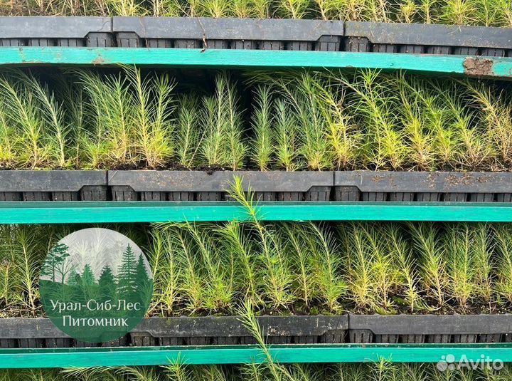 Сеянцы зкс Сосна окс Ель Лиственница Горная