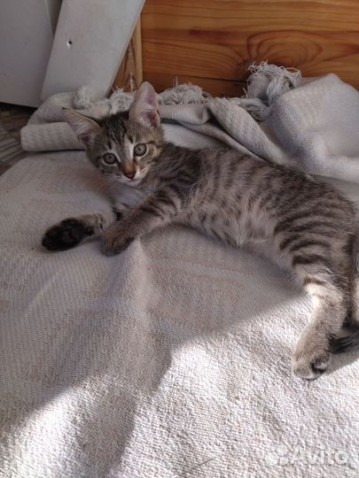 Отдам котенка в добрые руки