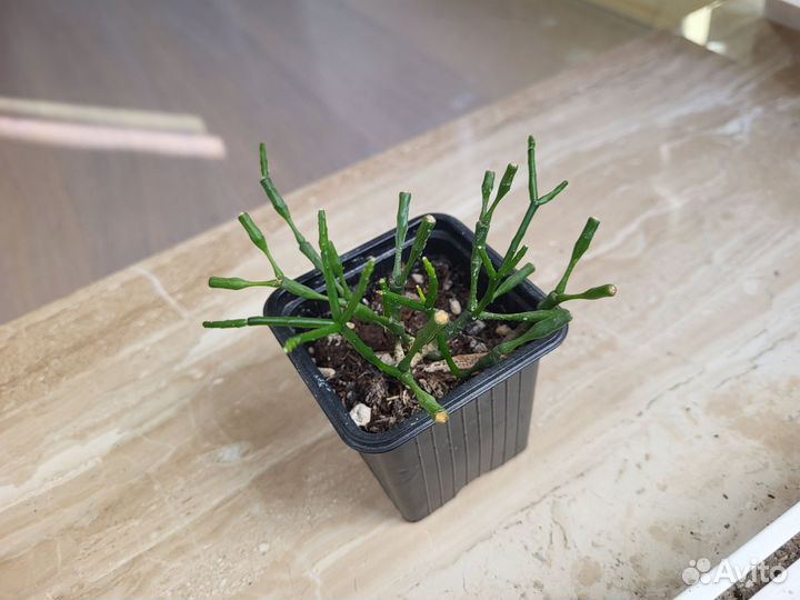 Хатиора рипсалис