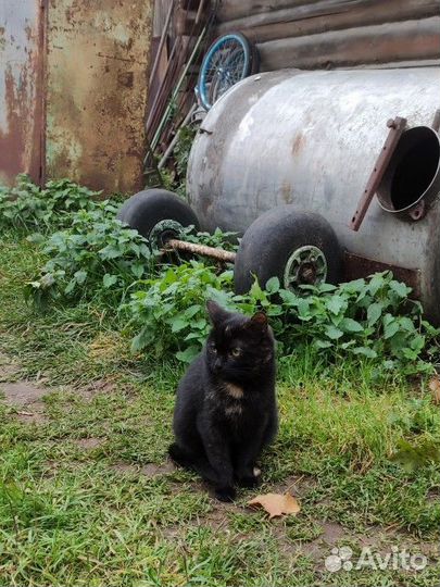 Котенок окрас 