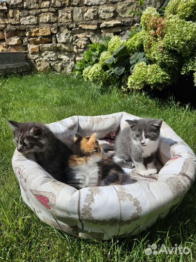 Британские котята бесплатно