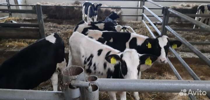 Телята бычки