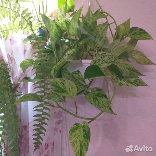 Синги, сциндапсусы, филодендроны