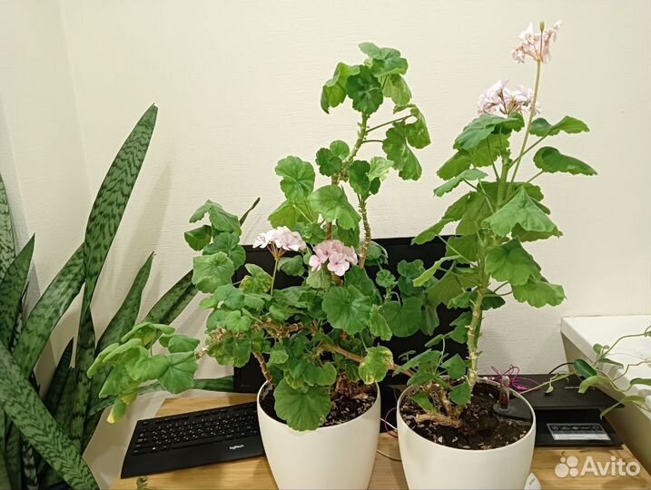 Черенки: Сансевиерия,Мирт,Стефанотис,Герань, Фикус