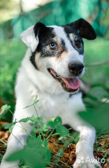 Отдам в добрые руки