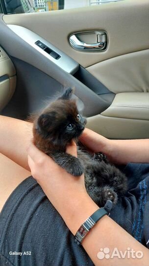 Черный пушистый котенок