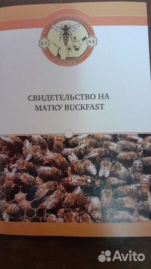 Продажа маток Бакфаст, Карника