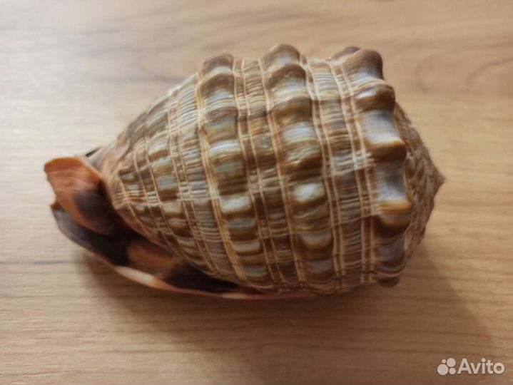 Морская раковина