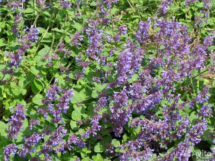 Котовник, разные виды, семена