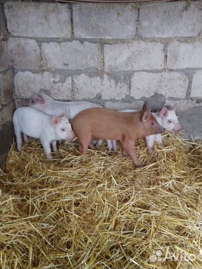 Поросята Дюрок + Кб