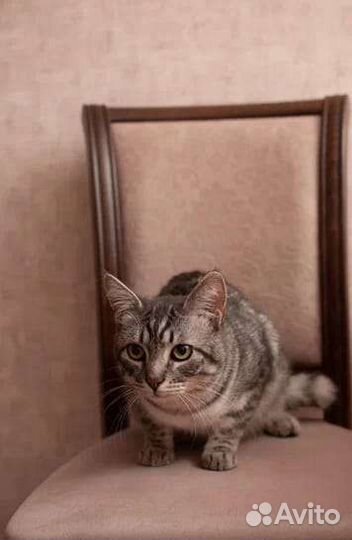 В добрые руки