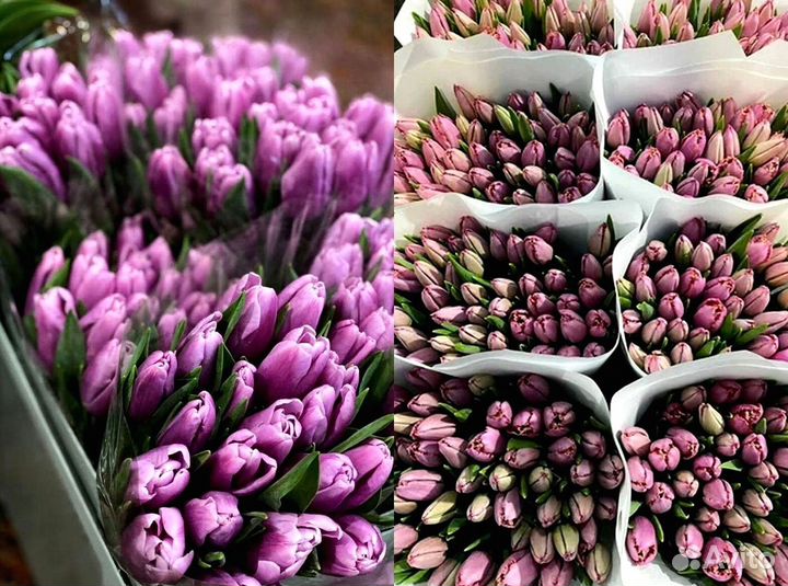 Тюльпаны оптом