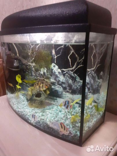 Аквариум 30 литров