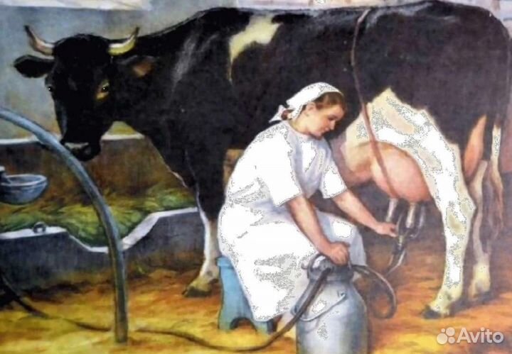 Доярка / дояр / оператор машинного доения