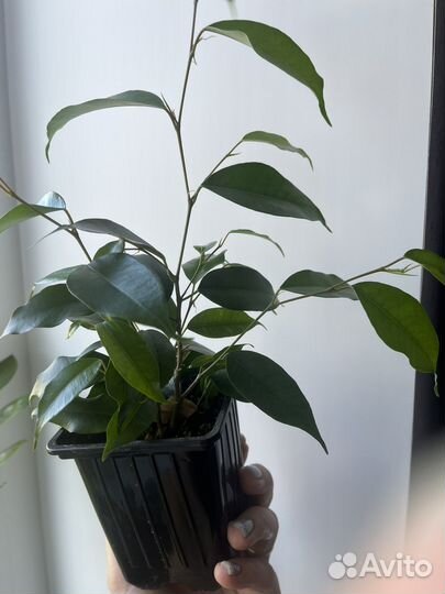 Замиокулькас, фикус