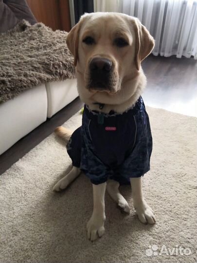 Дождевик для собак