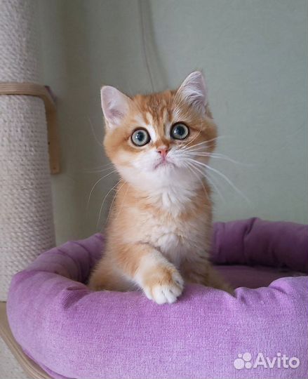 Британские золотые котята