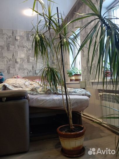 Комнатные домашние растения