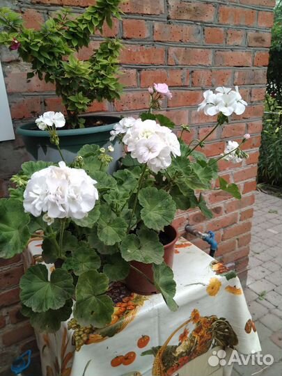 Герань пеларгония белая