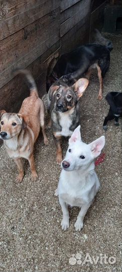 Щенки в добрые руки